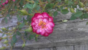 Fragrant, thorny, robust, and lovely.