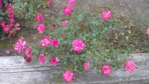 Roses blooming. My emotions are not relevant to their experience.