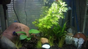 Joy meets anxiety; I have a sick fish in the new aquarium.