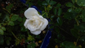 ...the 'Irresistible' beauty of a miniature rose on a rainy morning...