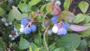 The blueberries are excellent this year!