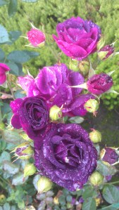 ...the wonder of 'Ebb Tide' thriving in the most amazing way her very first year...