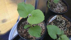 Seedlings in the greenhouse quickly becoming plants...
