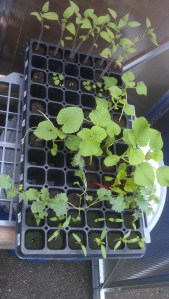 ...there are seedlings to plant...