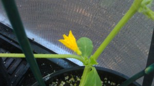 Cucumbers already flowering in the greenhouse.
