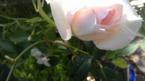 "Sheer Bliss", and a breezy, sunny Saturday.