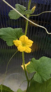 some metaphor about growth...