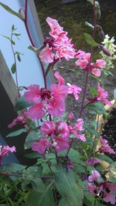 Watering the summer garden brings me face to face with new flowers.