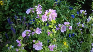 Other flowers aren't new, but still lovely in the heat of morning.