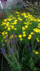 Yellows and purples defy criticism.