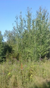 Sometimes all it takes to feel safe is opening my eyes to a new day.