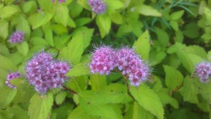 ...and flowers on shrubs.