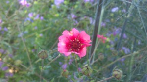 Flowers along the walk...