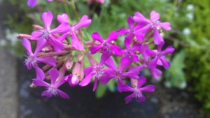 Flowers in clusters...