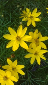 Flowers in the sun...