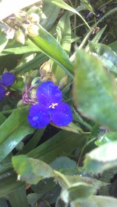 Flowers that may be blue...or possibly purple...