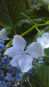 Flowers in the shade...