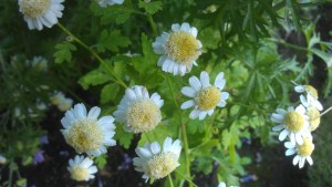 Clusters of daisy-like flowers...