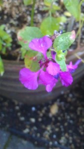 Untidy purple flowers...