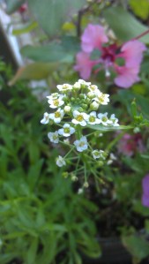 Tiny white flowers...