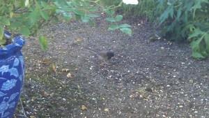 mindfulness in the garden; the value of finding stillness