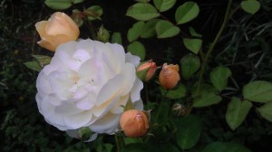 'Graham Thomas' on an overcast summer morning.