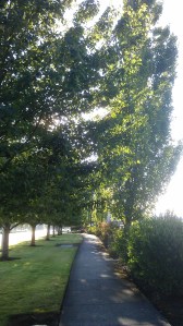 Sometimes a sunny day is enough.