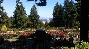 One small piece of our amazing world: The International Rose Test Garden in Portland, Oregon.