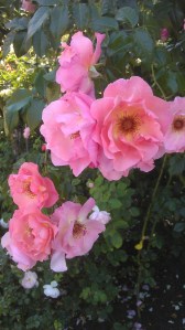 So much beauty...so little time.