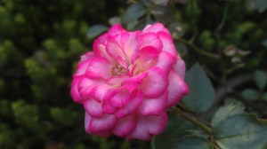 We each have greatness within us, however humble our beginnings.