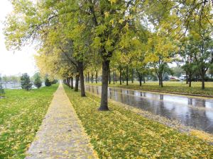 Autumn leaves, and wind-tossed trees nearing the finish.