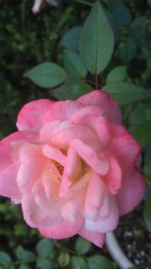 ...sometimes taking a moment for simple beauty is enough.