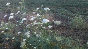 Changing seasons and roadside wildflowers as a metaphor.