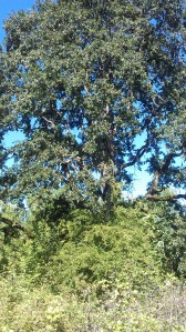 What delights could the day hold?