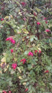 rose hips