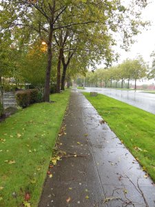 Debris strewn sidewalks challenge my balance.