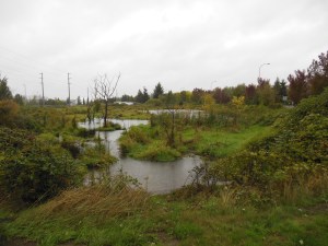 A suburban wilderness along the way.