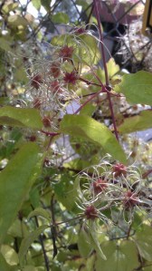 I still don't know what these are, but wow are they fancy!