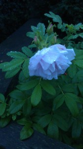 The last of the autumn roses, at dawn.