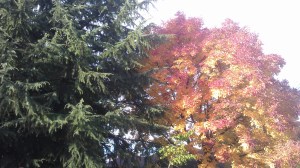 Autumn in suburban treetops.