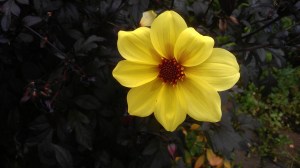 I find myself enjoying this up close and with intent.