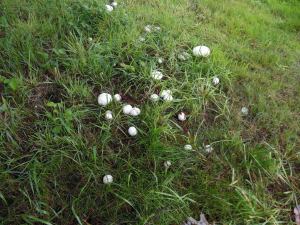 Random photo from the WW WP 5k; mushrooms.