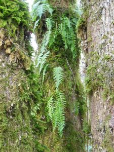 Ferns nestled between tree trunks.