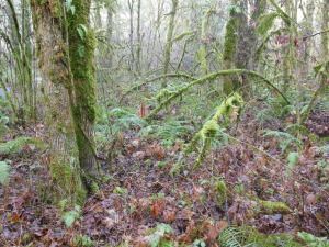 'The distance' is trees. I consider the living depth of field.