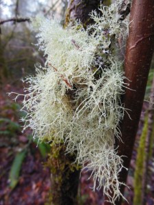 A lot of lichen, visible in all directions.