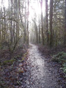 A soggy path lit by soft winter light.