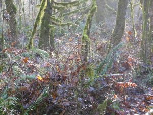 Sun filtering through the trees.