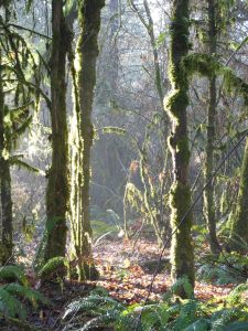 Near to noon, and at the edge of the forest.