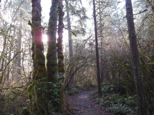 The noon solstice sun.