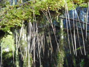 A mossy tree hung with pine needles.